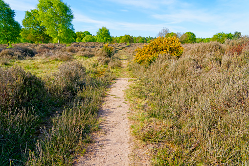 Flowering gorse bushes and tall heather line a footpath across Barnby Heath towards Sherwood Forest