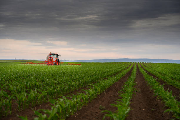 istock Tractor spraying pesticides on corn field  with sprayer at spring 1227577496