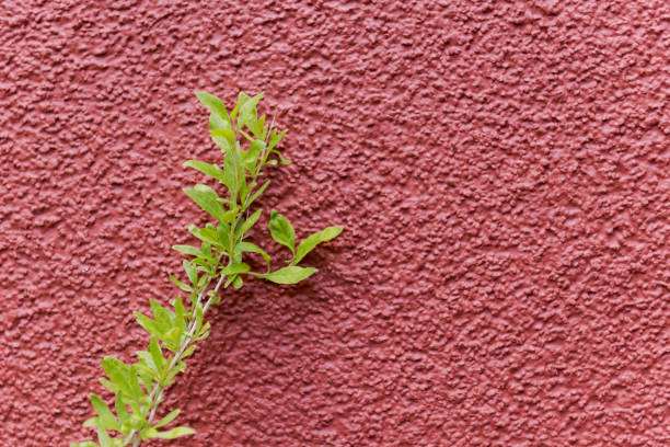 Goji berry bush leaning on red house wall