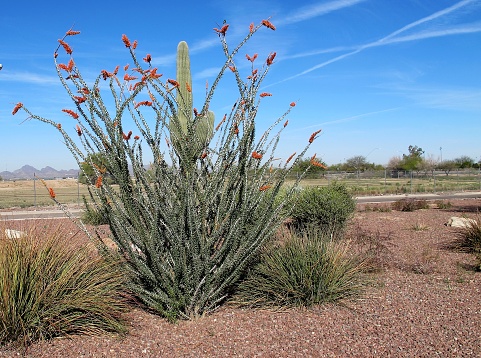 Ocotillo Cactus, Red Blooms. Water Conservation. Xeriscape. Desert succulent plant. Arizona.