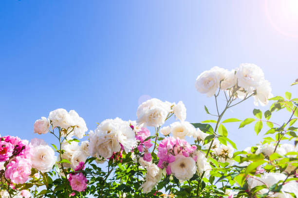 istock Pink and white climbing roses 1227577761