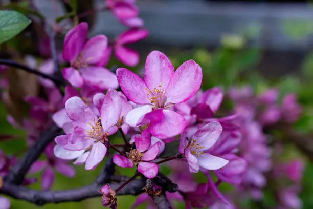 Wild Apple blossom in our garden close-up.