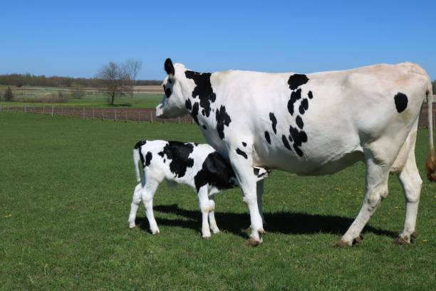 istock Young Holstein calf bonding with mom in the pasture field 1227578850