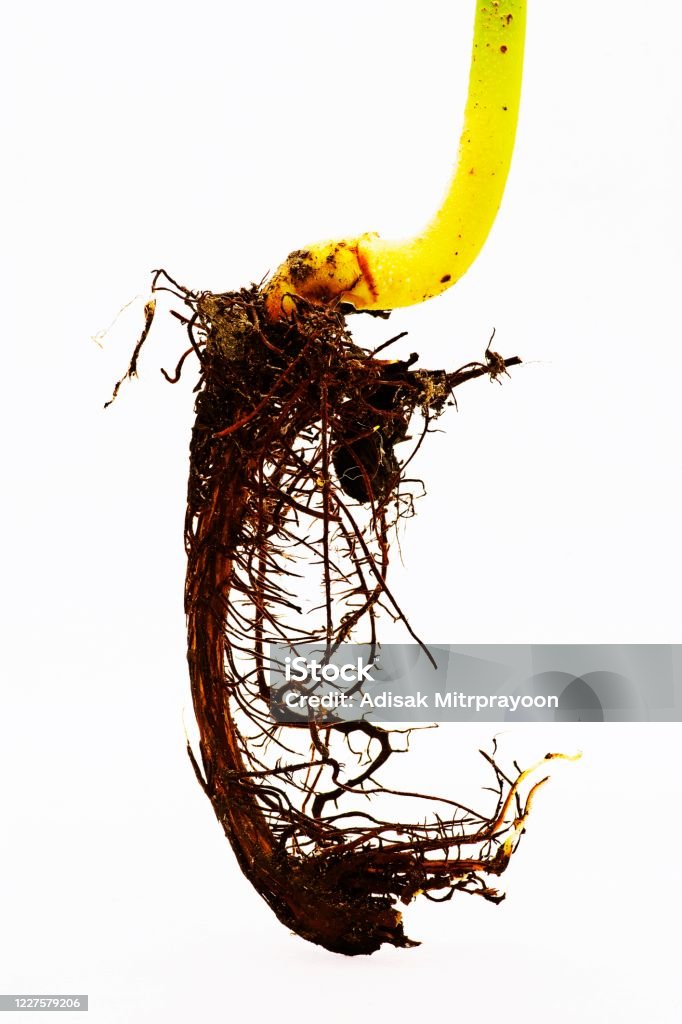 Mango Tree Rot Mango Tree Root White Background Stock Photo - Download Image Now ...
