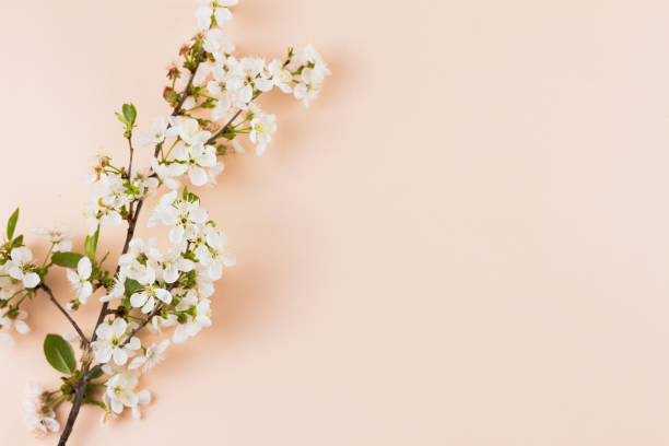 istock flowering branches on a pastel background with a place for an inscription. 1227579611
