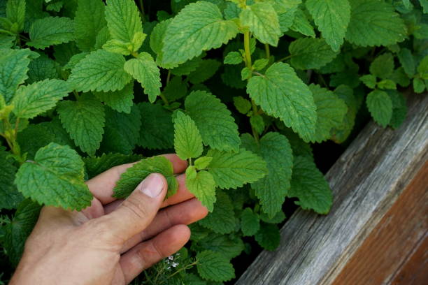 pflücker aus einem kräuterhochbett auf einem balkon - lemon balm stock-fotos und bilder