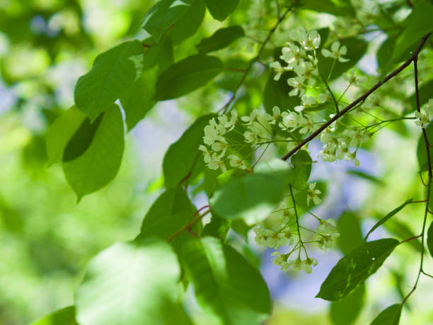 istock Bird cherry blossom. Lush white flowers in spring. Fresh green tree leaves. 1227582509