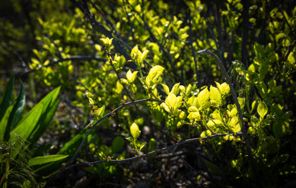 Bright morning sunlight on the densely growing oriental bittersweet vines Springtime landscape along the shoreline on Cape Cod in May bittersweet berry stock pictures, royalty-free photos & images