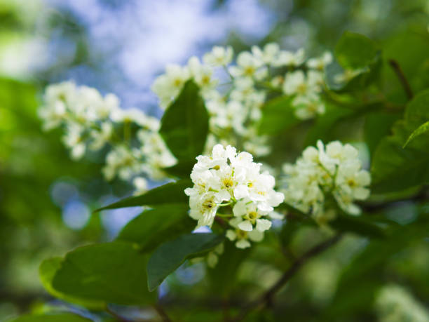 istock Bird cherry blossom. Lush white flowers in spring. Fresh green tree leaves. 1227583050