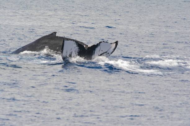 istock Humpback Whale Animation In Mamala Bay - Oahu 1227583082