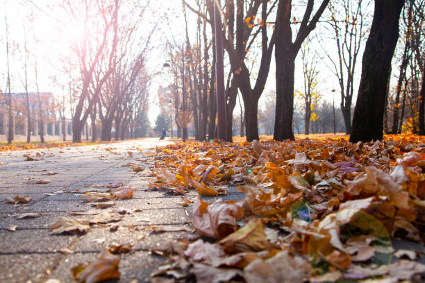 istock Fallen leaves on an alley in a park close-up. 1227583390