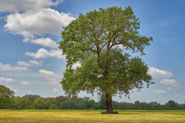 istock A single large oak tree in the countryside 1227584047