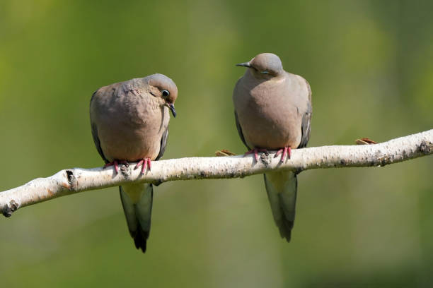 istock Mourning Dove landing on perch or perching with other dove 1227584230