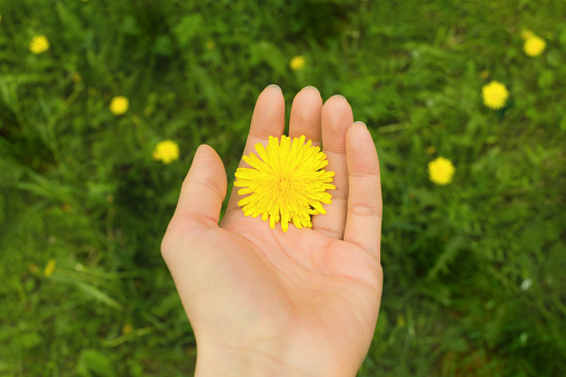 A yellow dandelion is on Female's palm against the green grass background in summer. Concept eco-friendly lifestyle.