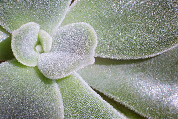 istock Succulent Echeveria Pilosa. Macro pattern of green succulent. 1227584581