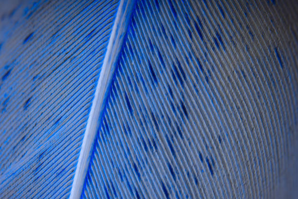 istock Close-up view of bird feather. Macro. 1227584657