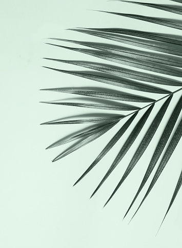 Palm tree on green background.