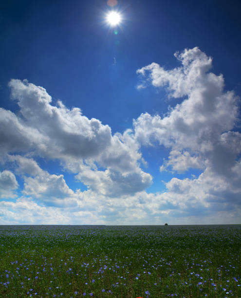 Flax field on a cloudy summer day