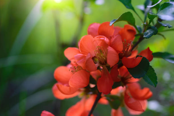 istock Blooming Japanese quince with bright flowers 1227587966