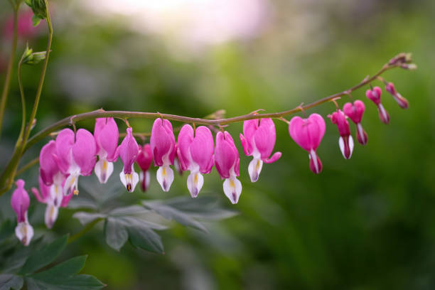 istock Blooming pink heart shaped dicentres 1227588010
