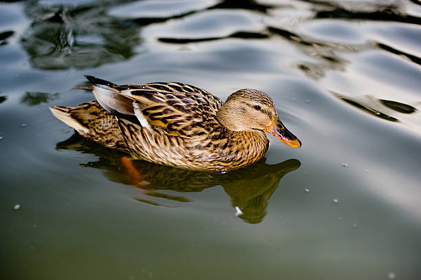 Mottled Duck stock photo