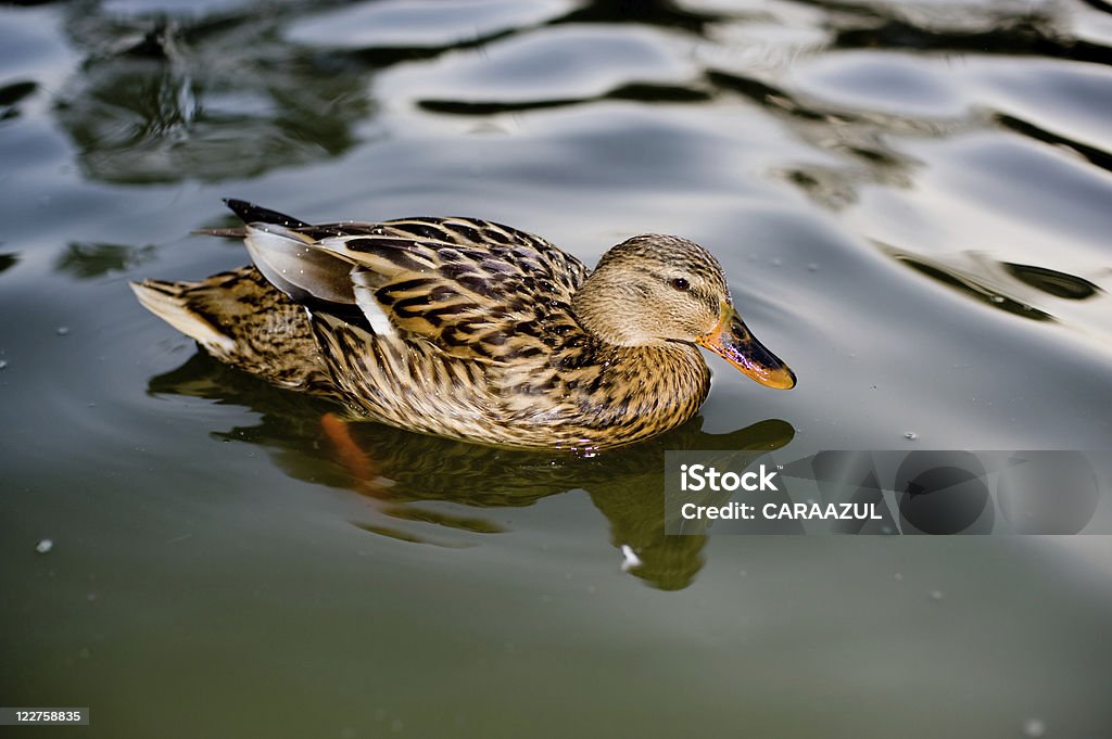 Pato-mosqueado - Royalty-free Animal Foto de stock