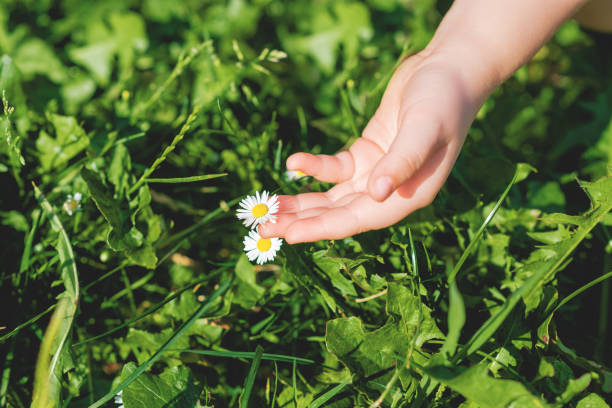 istock Hand of child touching daisy. 1227588527