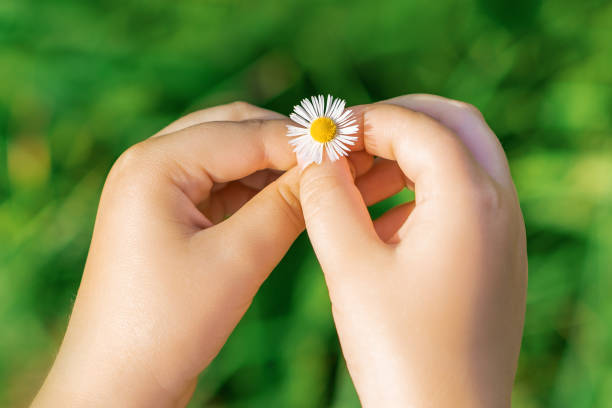 istock A white daisy in hands of child. 1227589364