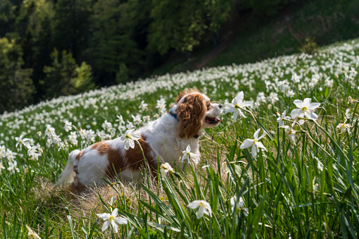 One cute dog in the mountain slope covered with daffodils on Mala Golica mountain on sunny day, Slovenia.