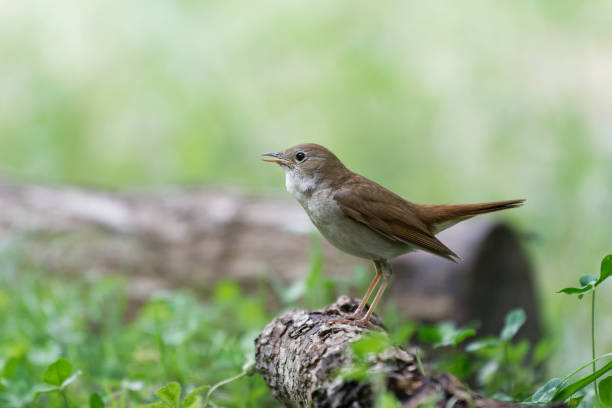 chant nightingale (luscinia megarhynchos) - rossignol philomèle photos et images de collection