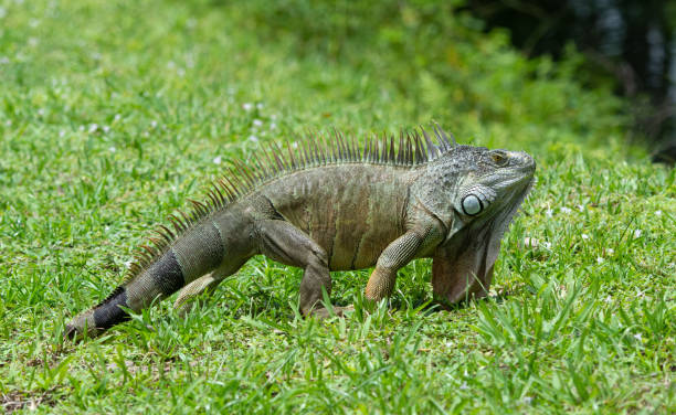 Green Iguana with Missing Portion of Tail