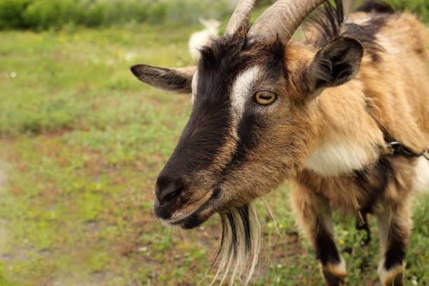 istock horned goat grazes in a meadow 1227589956