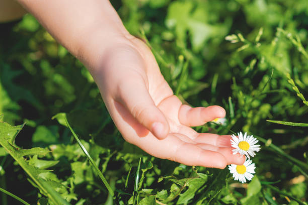 istock Hand of child touching daisy. 1227589987