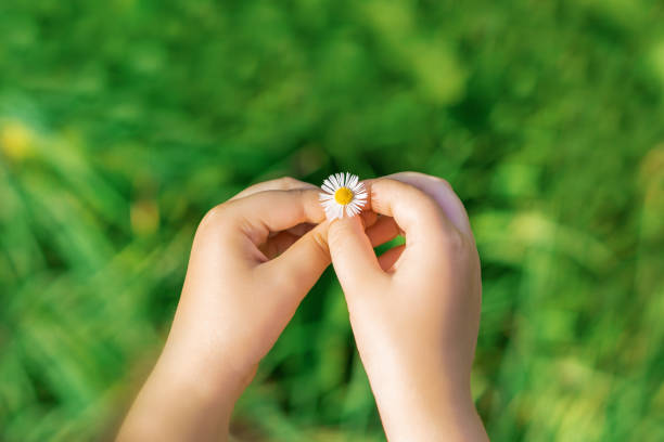 istock A white daisy in hands of child. 1227590249