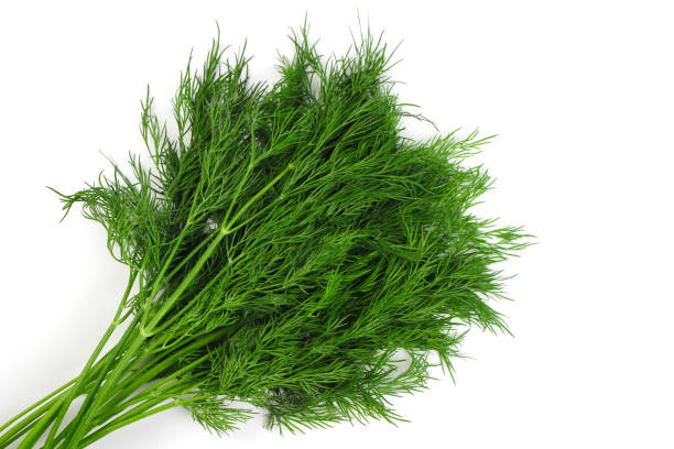 istock A bundle of Fresh dill on white background close up 1227590258