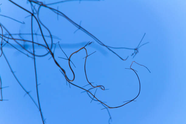 istock branches of a tree known as creeper with a blue sky background 1227591294
