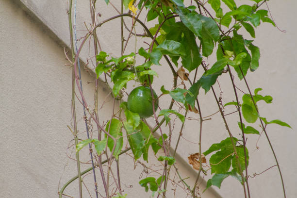 istock green passion fruit standing on a street in rio de janeiro 1227591623