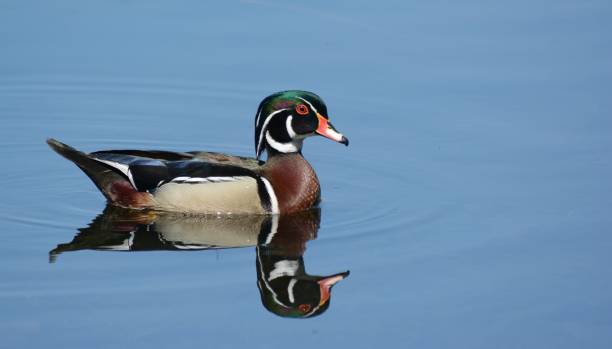 istock Wood Duck Drake On Tranquil Lake 1227591901