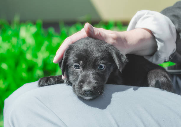 istock female hand stroking puppy on the head 1227592158