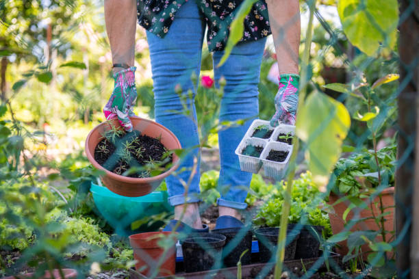 istock Planting new plants in the garden 1227594637