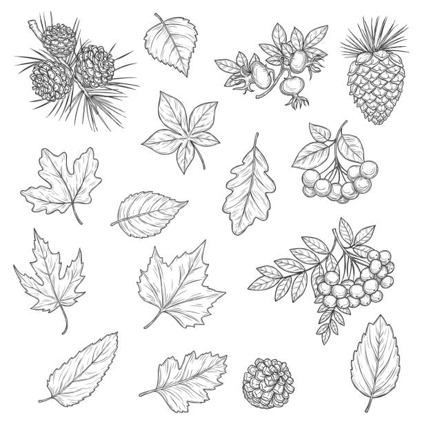 ilustrações, clipart, desenhos animados e ícones de folha de outono de bordo e carvalho, outono de bolota e rowan - oak leaf leaf maple leaf autumn