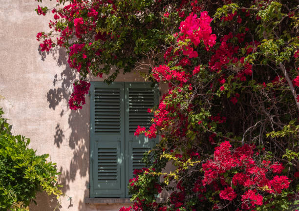 istock Pink Bougainvillea 1227595776