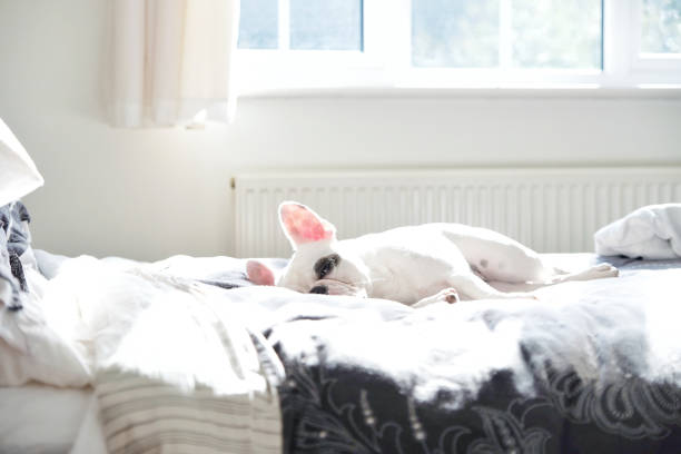 istock French Bulldog sleeping on bed 1227595932