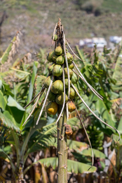 istock Ripe green papaya 1227596465