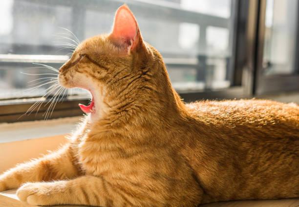 istock Cute orange ginger tabby cat yawning with sleep on a sunny day 1227596483