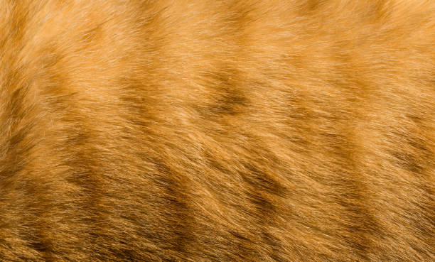 istock Abstract background with feline orange cat tiger fur pattern and texture 1227596496