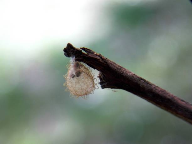 istock a strange little animal nest 1227597376
