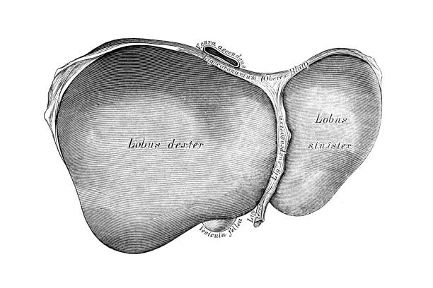肝臓 - engraved image engraving liver drawing点のイラスト素材／クリップアート素材／マンガ素材／アイコン素材