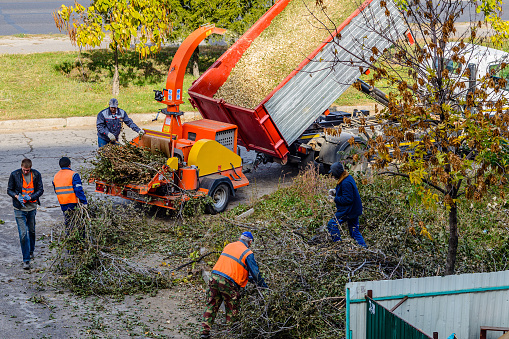 Workers clear the territory of freshly cut branches.