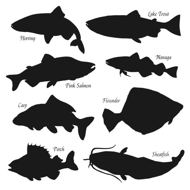 Fish silhouettes, fishing and fish market Fish black silhouettes vector icons, fish market and fishing. Sea herring, lake trout and perch, ocean pink salmon, river sheatfish and flounder, carp and navaga fish. Isolated on white sheatfish stock illustrations